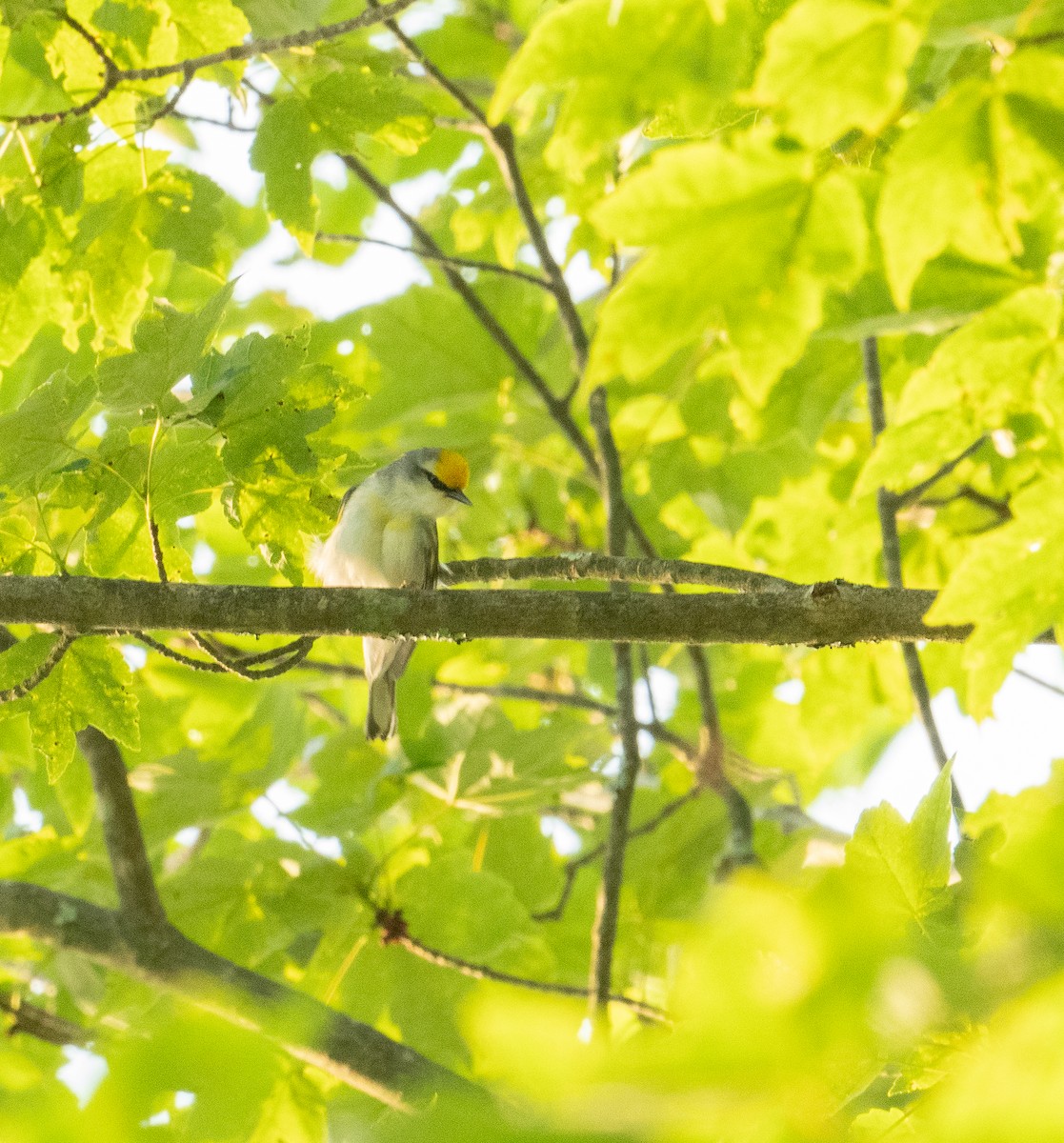 Brewster's Warbler (hybrid) - ML620567213