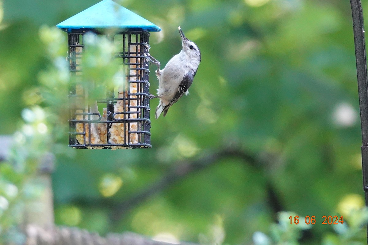White-breasted Nuthatch - ML620567233