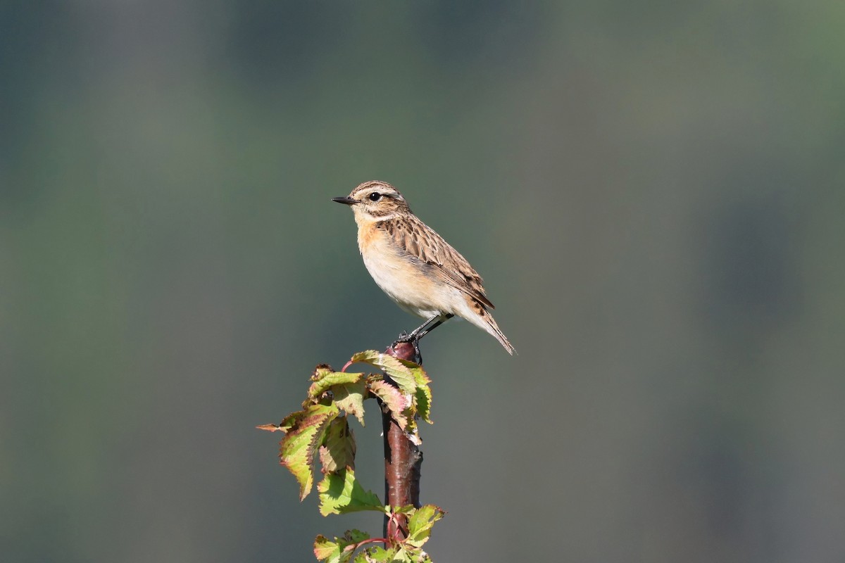 Whinchat - ML620567248