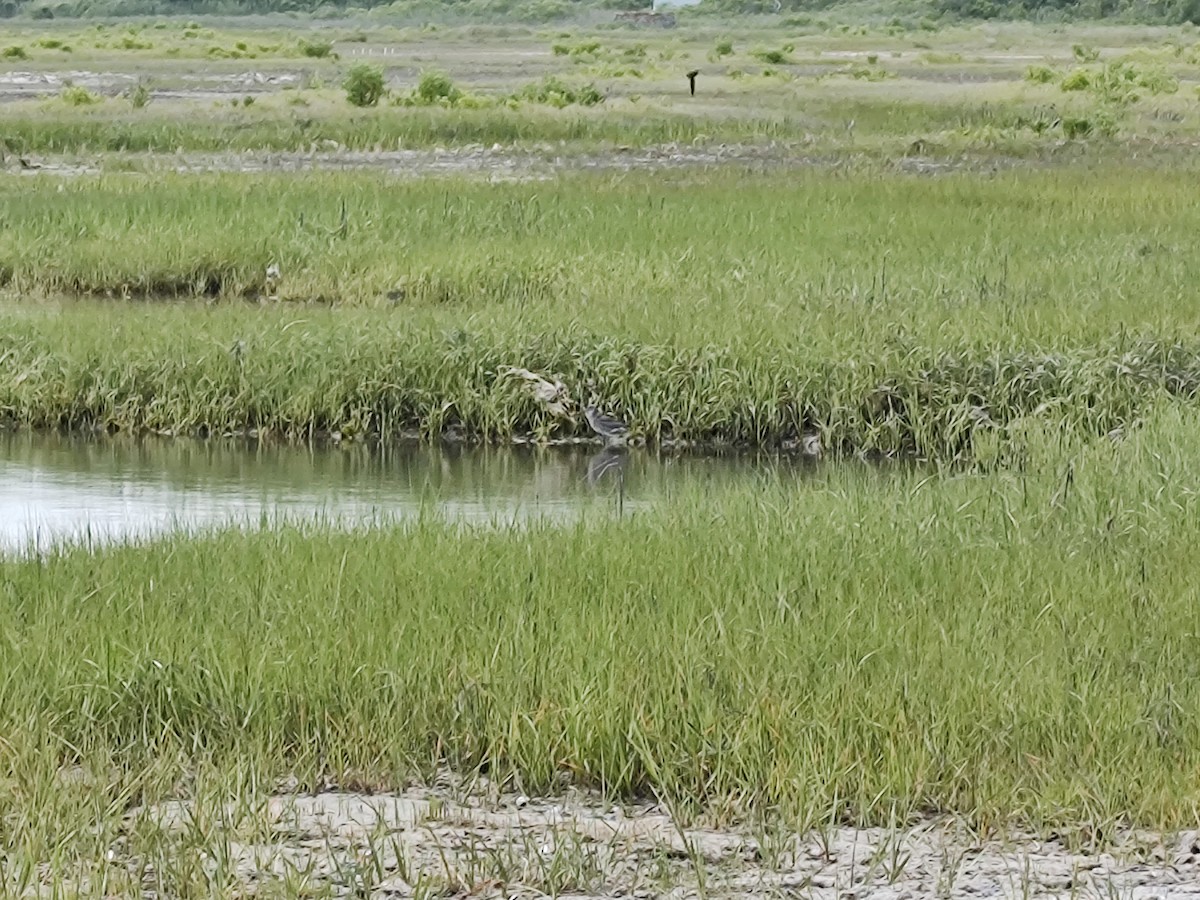 Willet - ML620567266