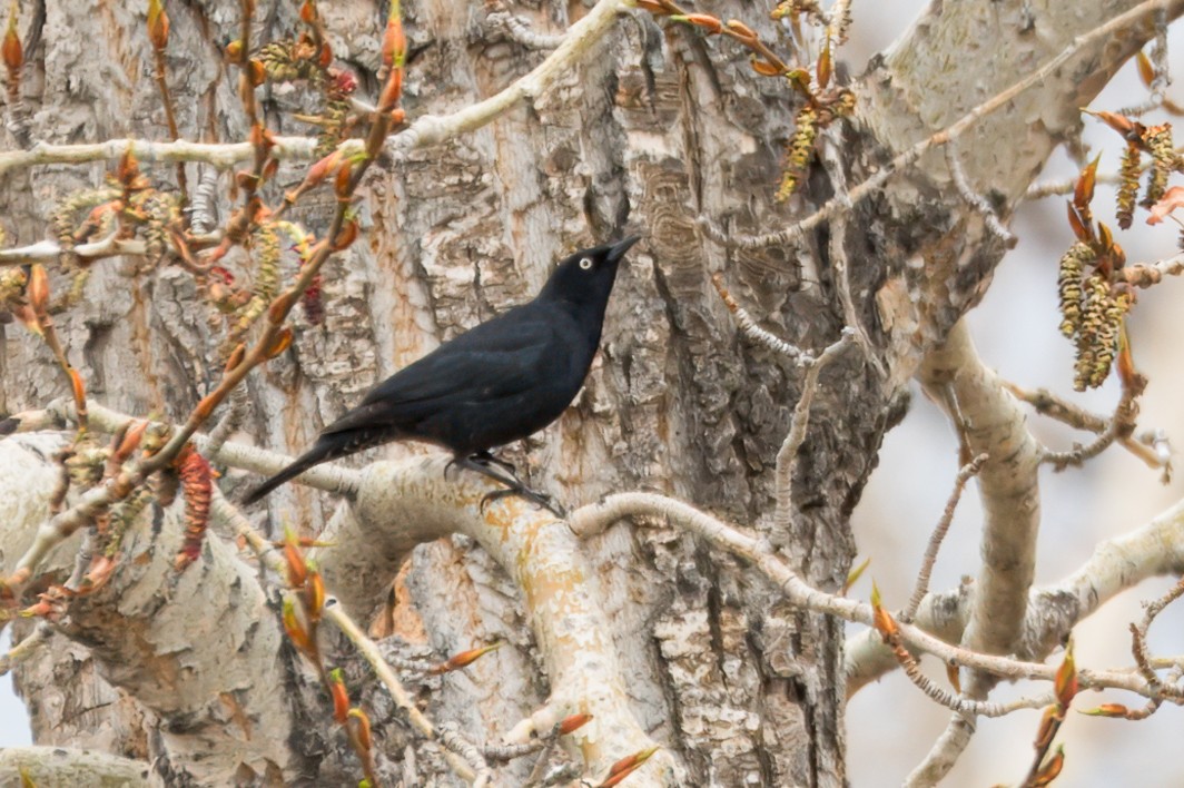 Rusty Blackbird - ML620567281