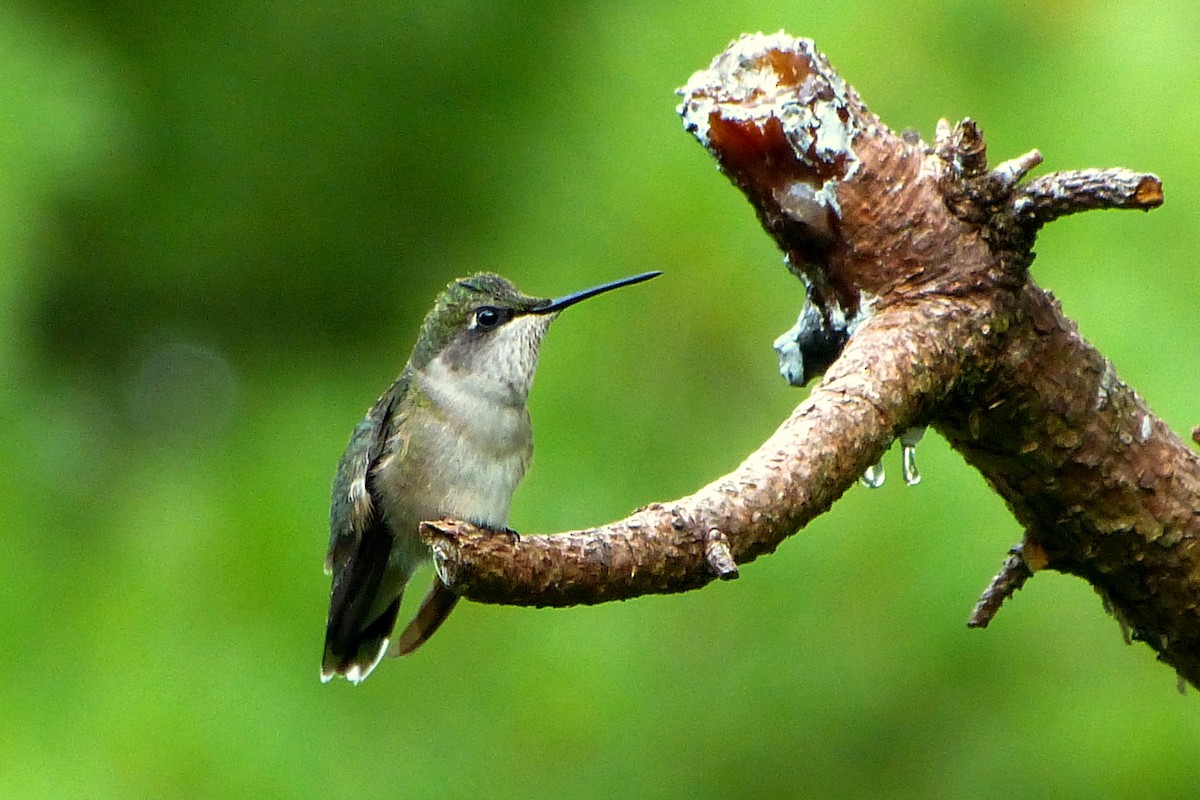 Ruby-throated Hummingbird - ML620567285