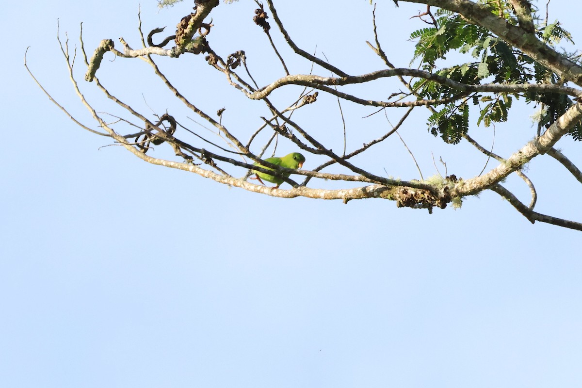 Pygmy Hanging-Parrot - ML620567300