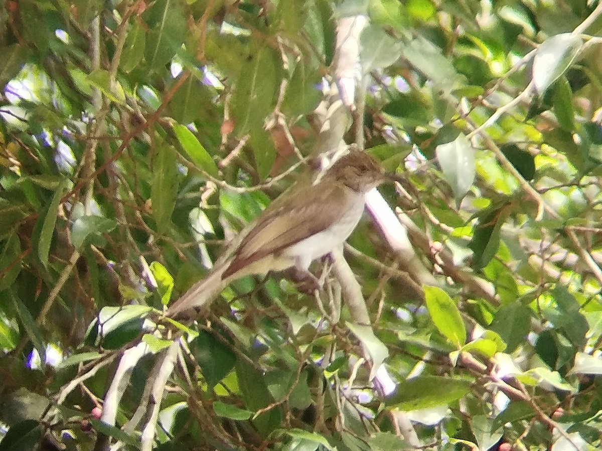 Streaked Bulbul - ML620567302