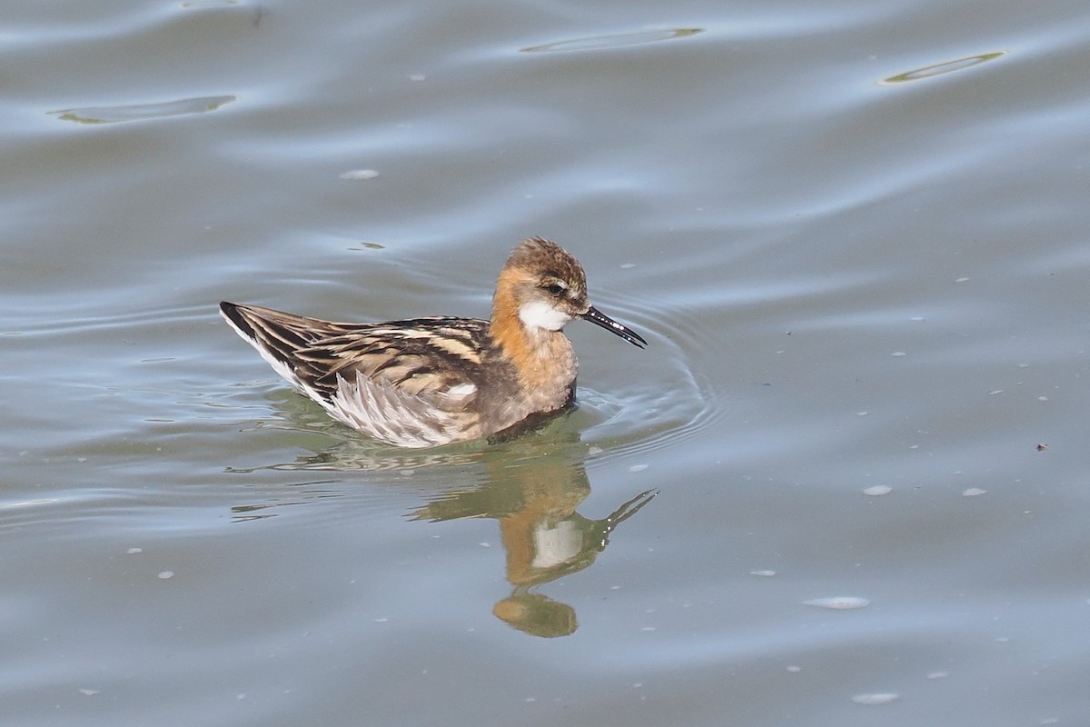 Red-necked Phalarope - ML620567305