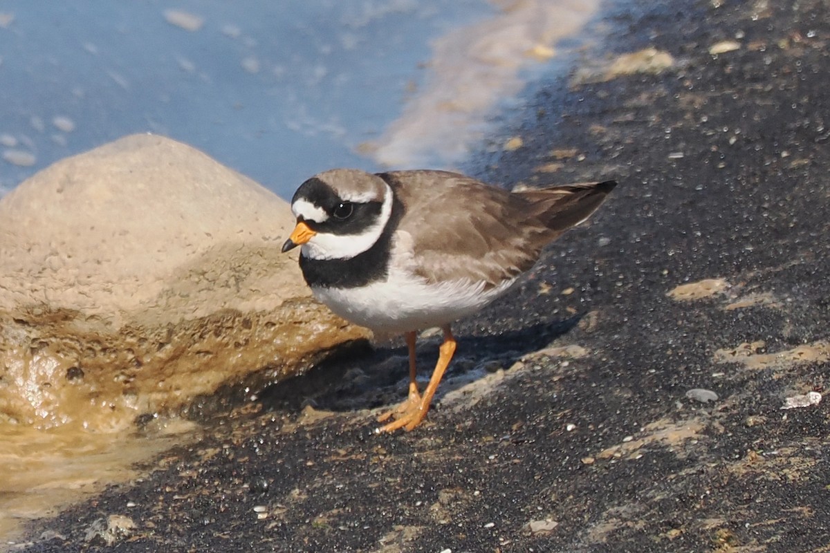 Common Ringed Plover - ML620567307