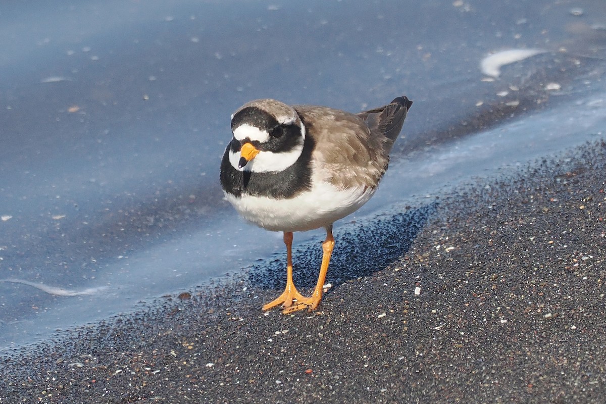 Common Ringed Plover - ML620567308