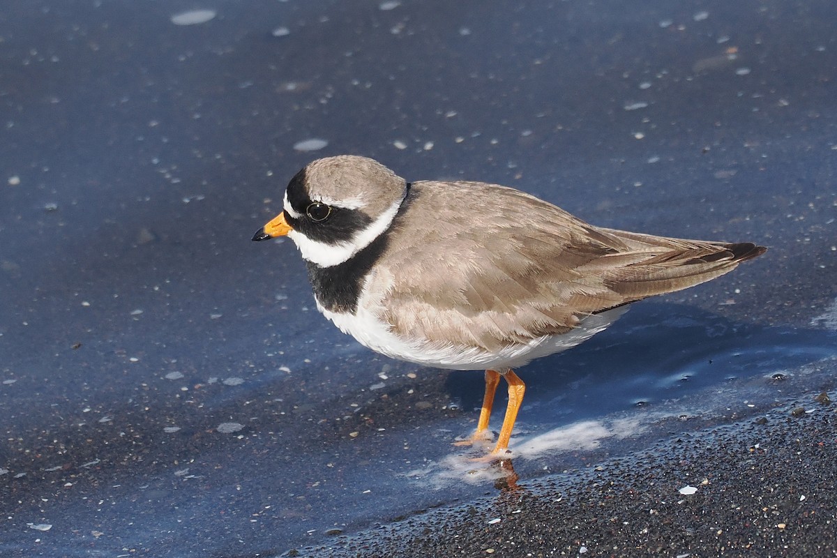 Common Ringed Plover - ML620567309