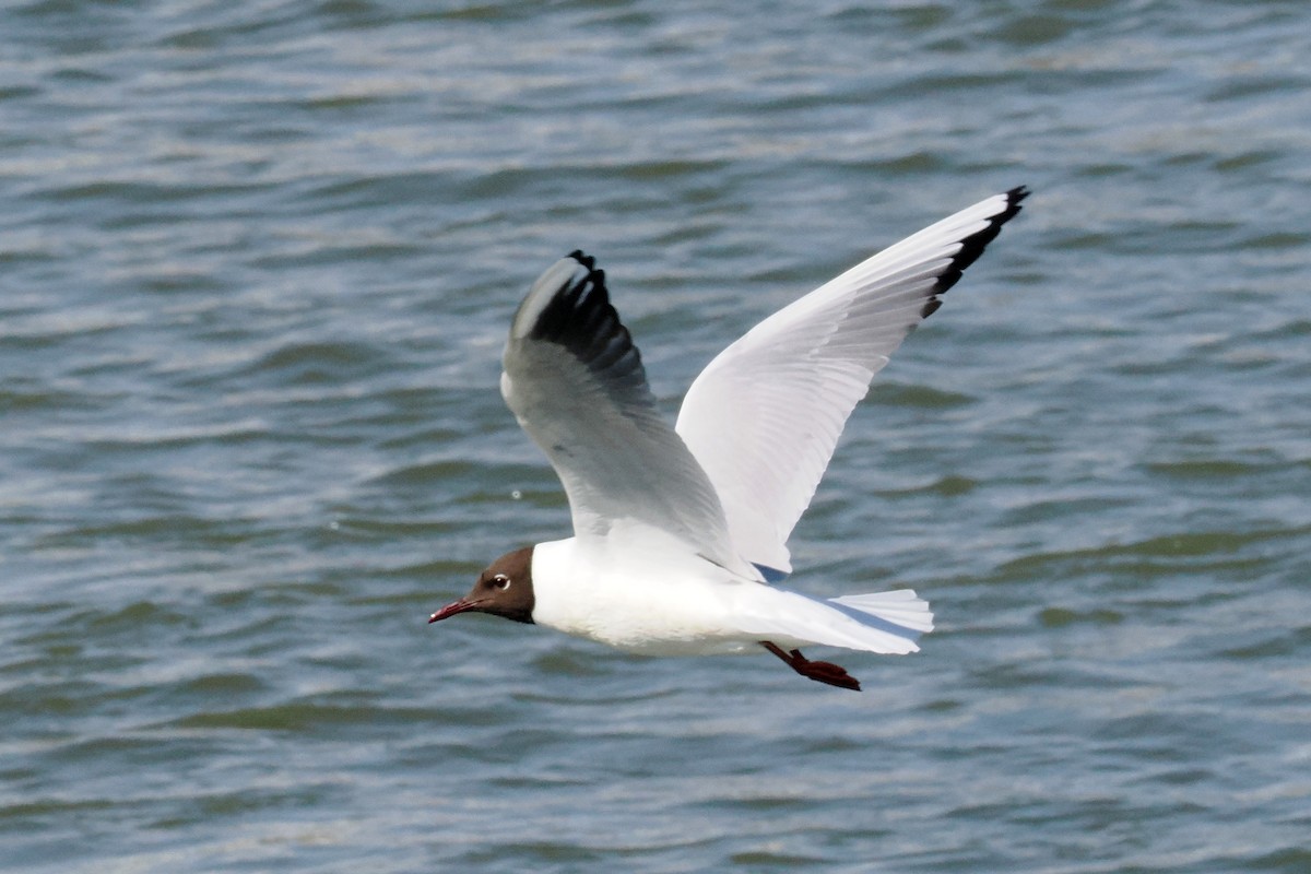 Mouette rieuse - ML620567314