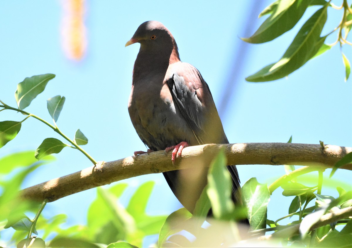 Red-billed Pigeon - ML620567347