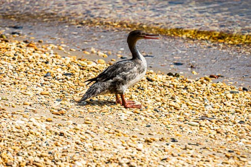 Red-breasted Merganser - ML620567353