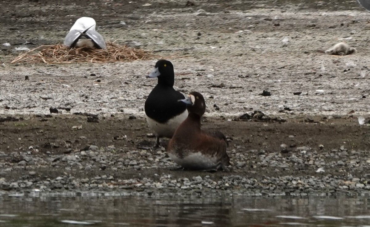 Greater Scaup - ML620567354