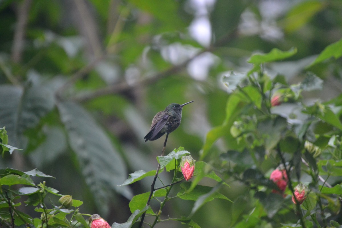 Green-bellied Hummingbird - ML620567355