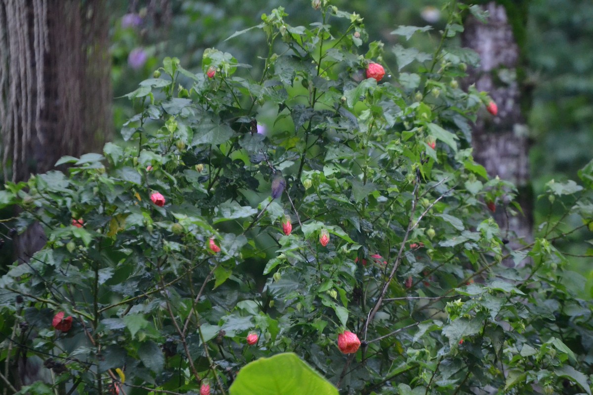 Yeşil Karınlı Kolibri - ML620567356