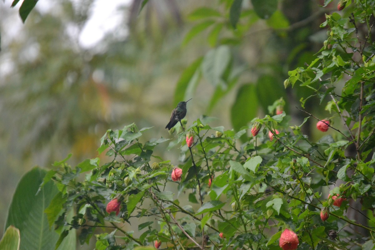 kolibřík zelenobřichý - ML620567359