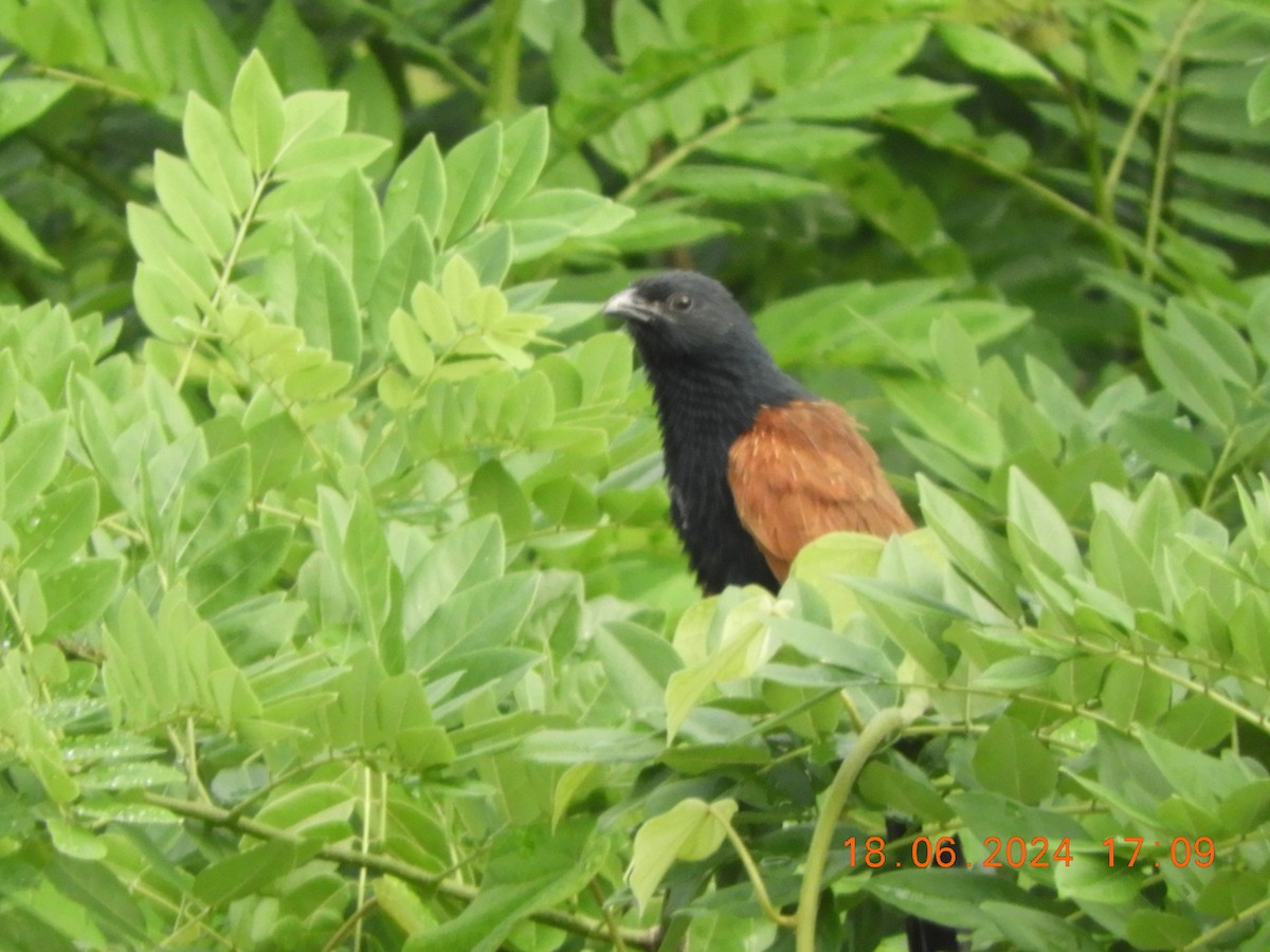 Lesser Coucal - ML620567363