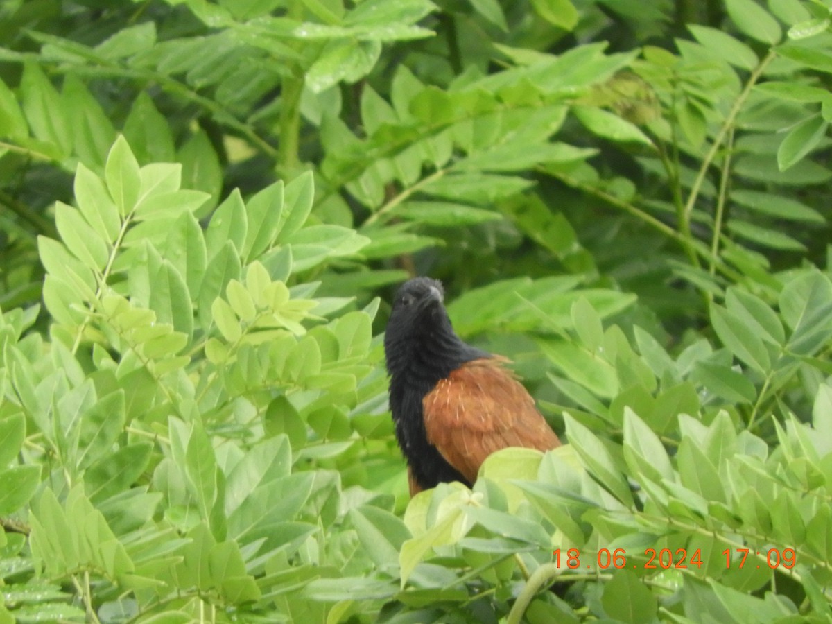 Lesser Coucal - ML620567364