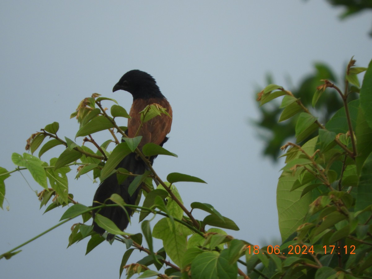 Coucal rufin - ML620567365