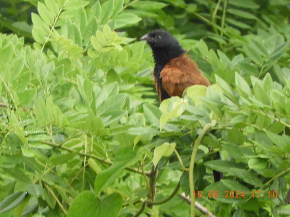 Lesser Coucal - ML620567367