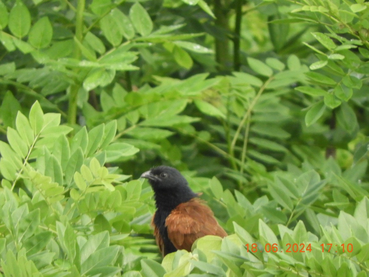 Lesser Coucal - ML620567368