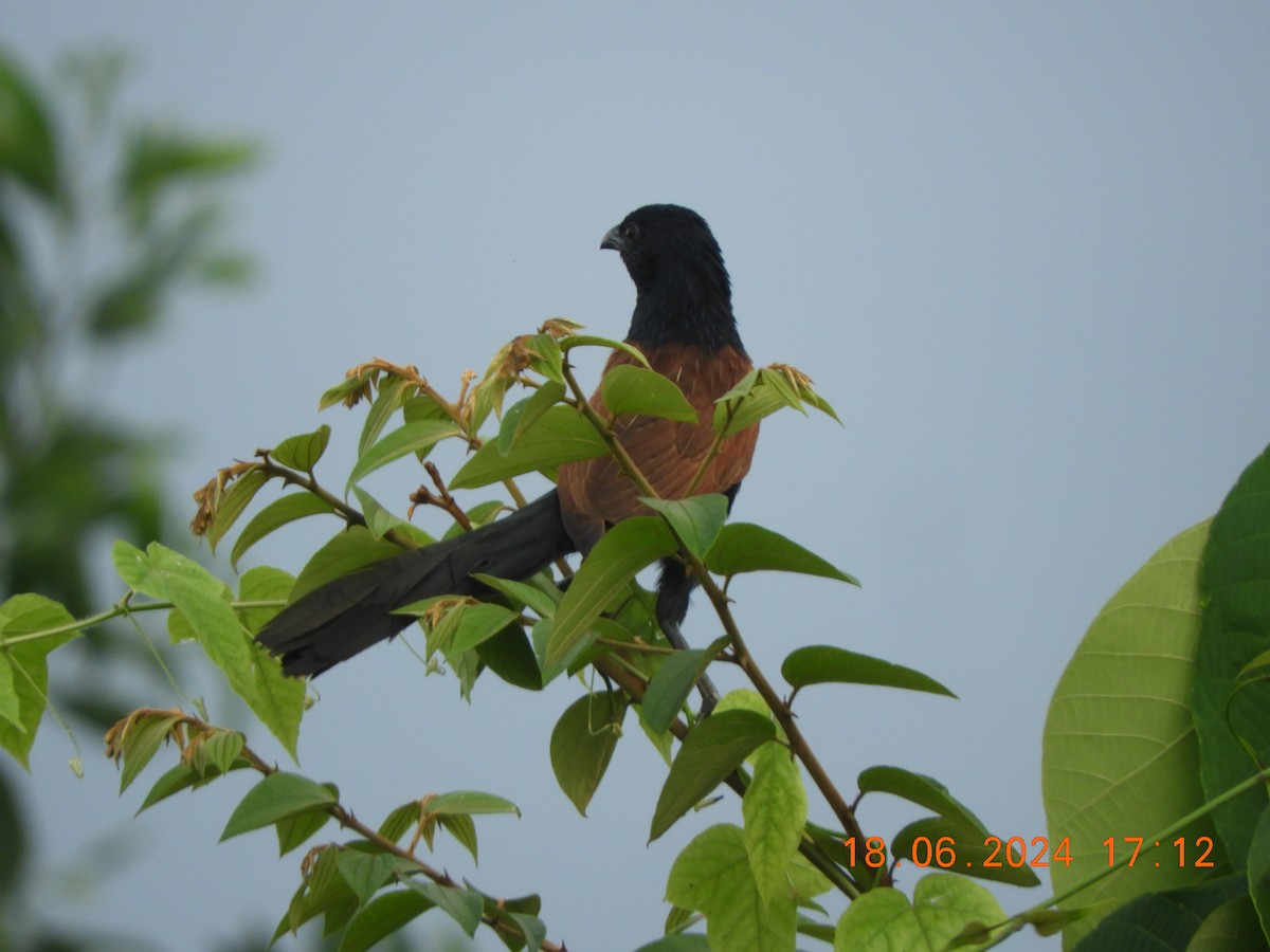 Lesser Coucal - ML620567369