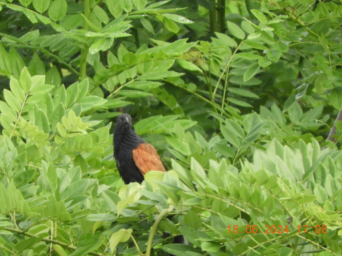 Lesser Coucal - ML620567370