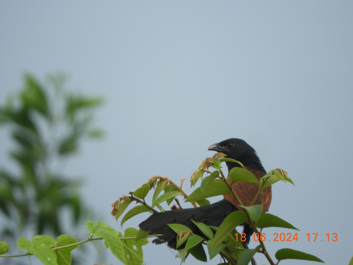 Coucal rufin - ML620567371