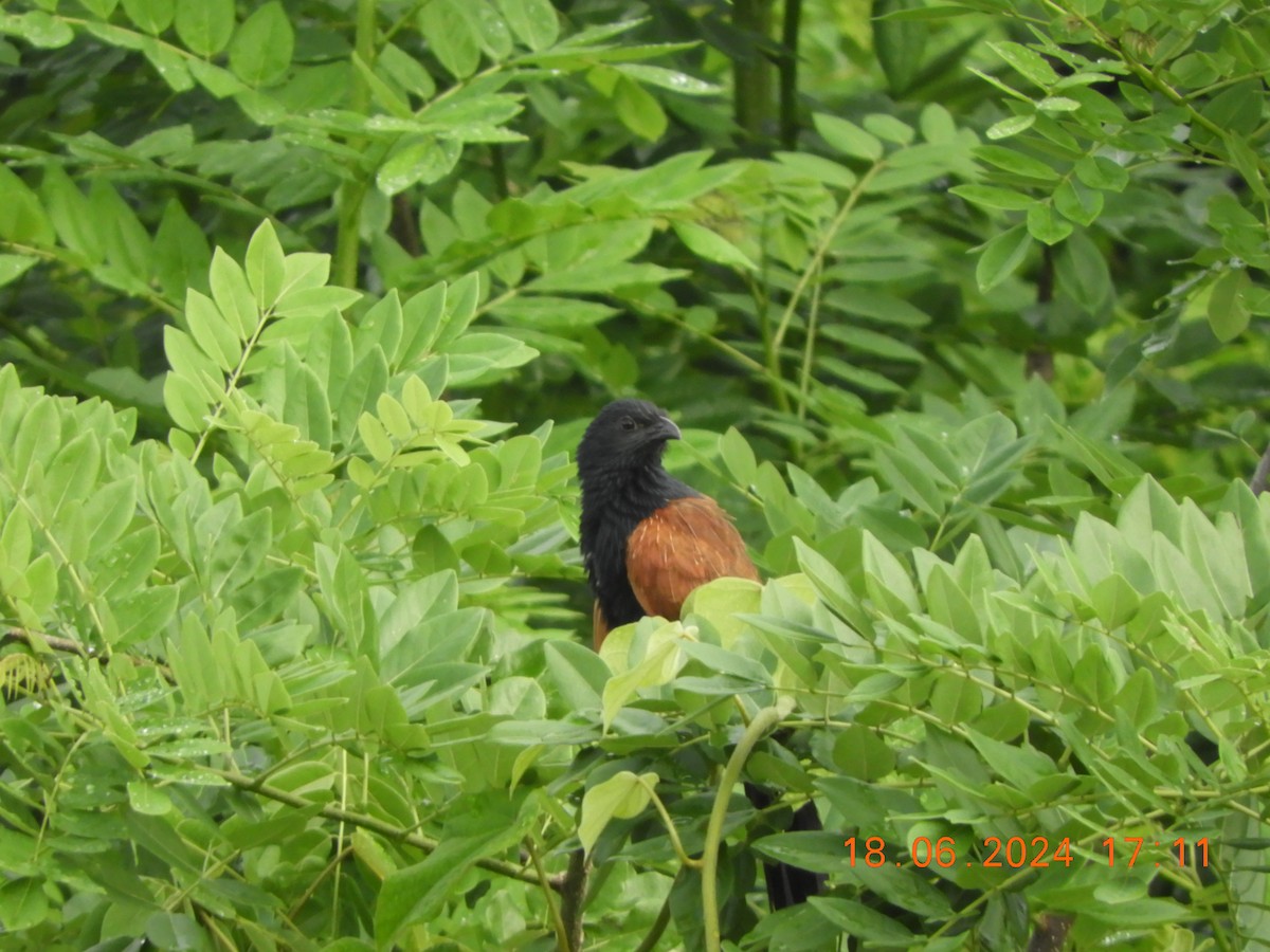 Lesser Coucal - ML620567373