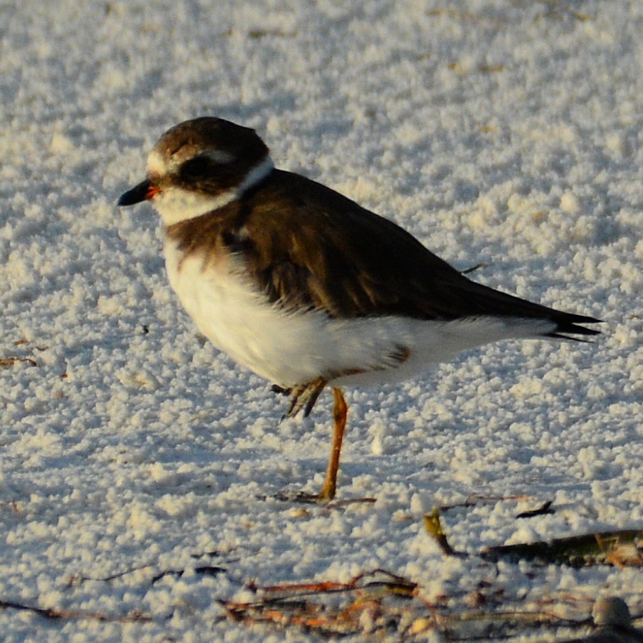 Semipalmated Plover - ML620567378