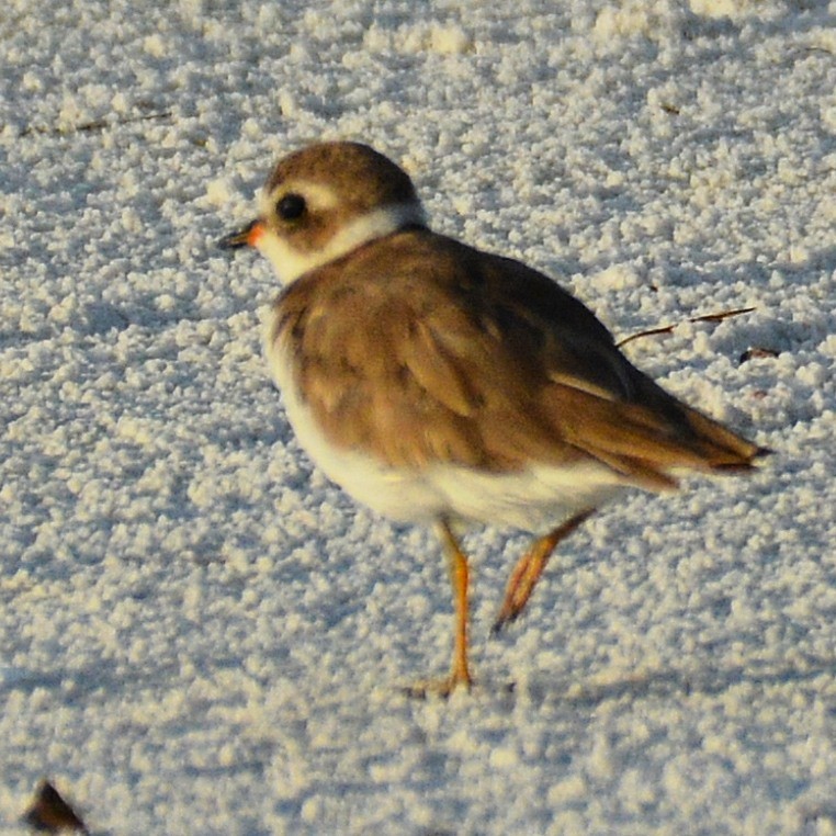 Semipalmated Plover - ML620567381