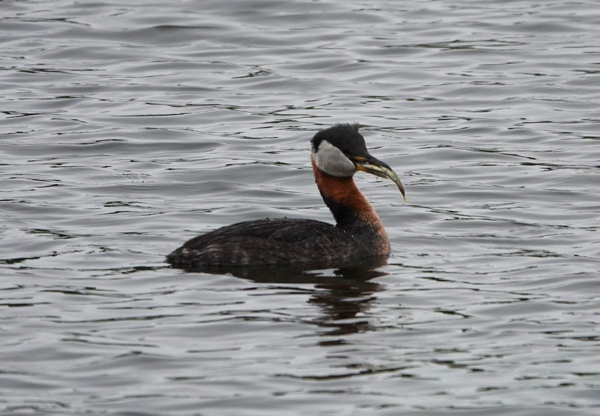 Red-necked Grebe - ML620567386