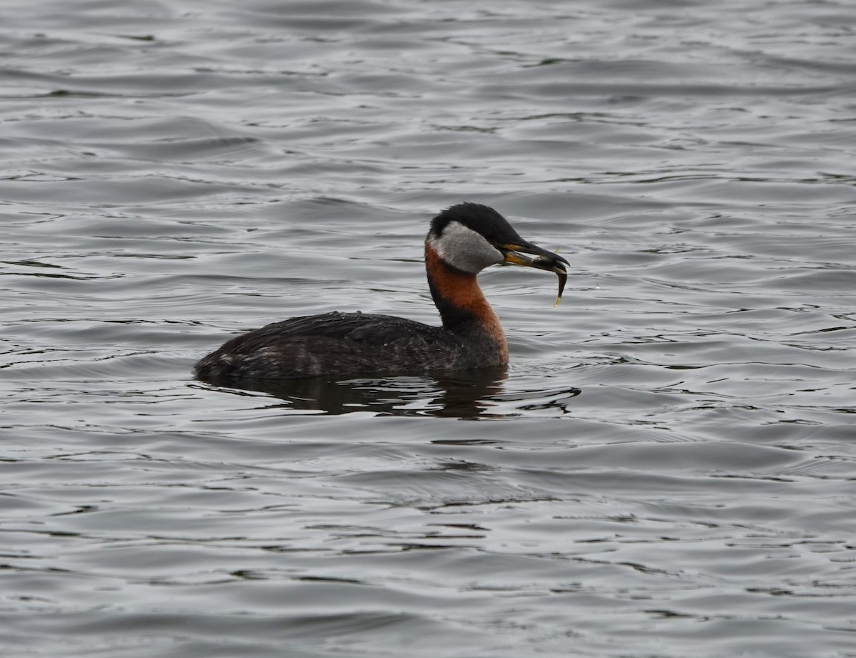 Red-necked Grebe - ML620567388