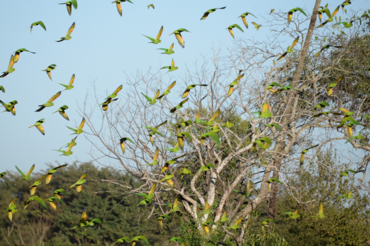 Conure pavouane - ML620567391