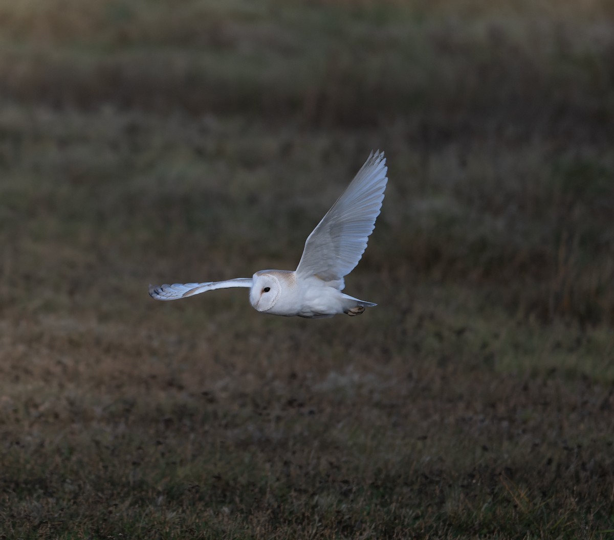 Barn Owl (Eurasian) - ML620567408