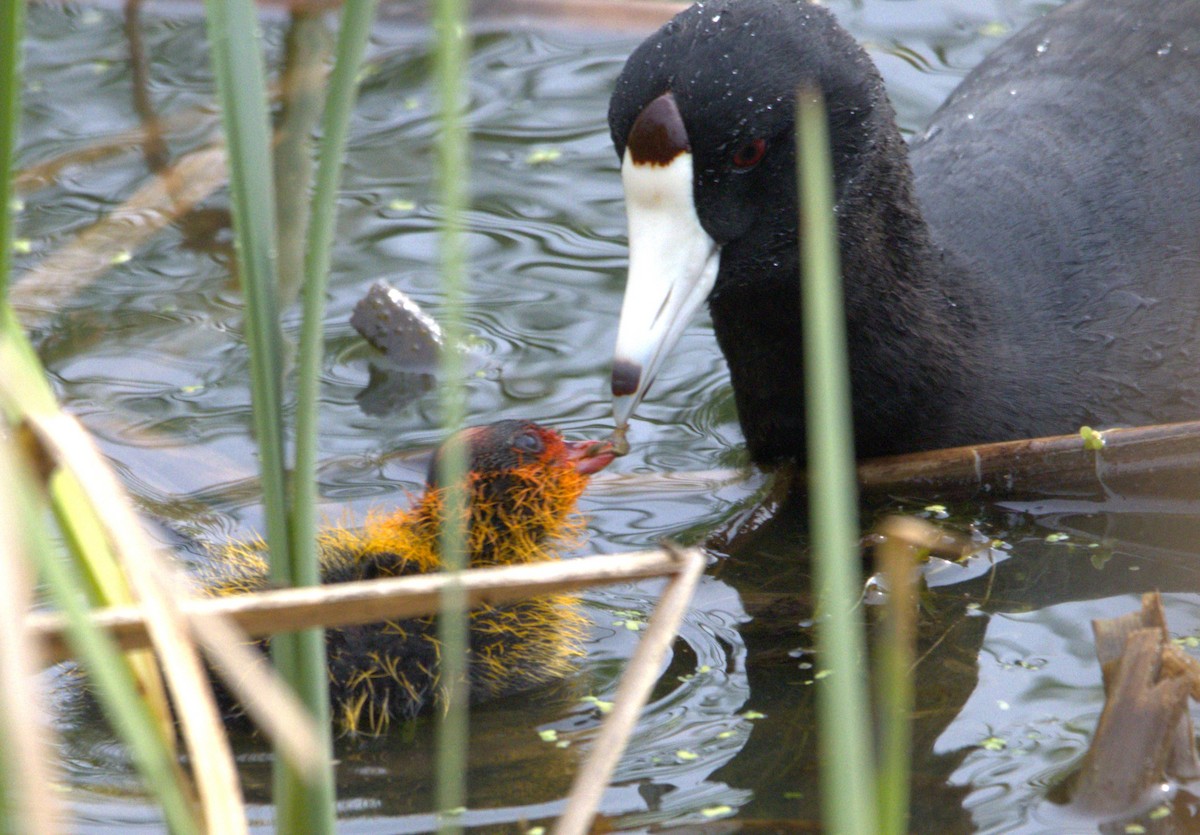 American Coot - ML620567411