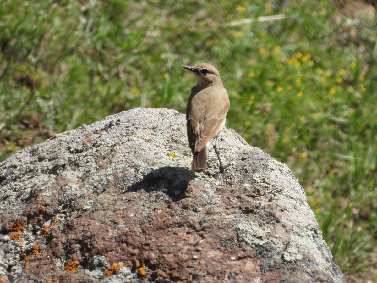 Buztanzuri isabeldarra - ML620567412