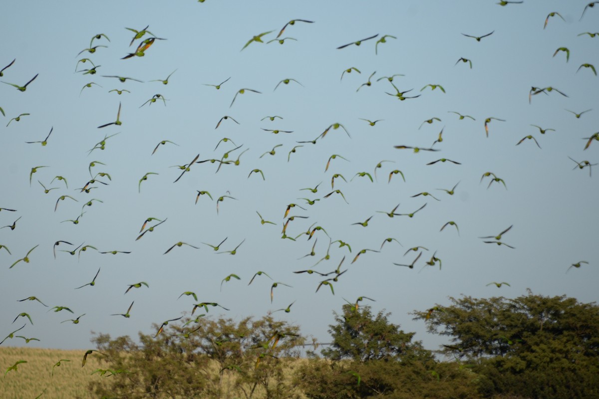 White-eyed Parakeet - Paulus Aquiles