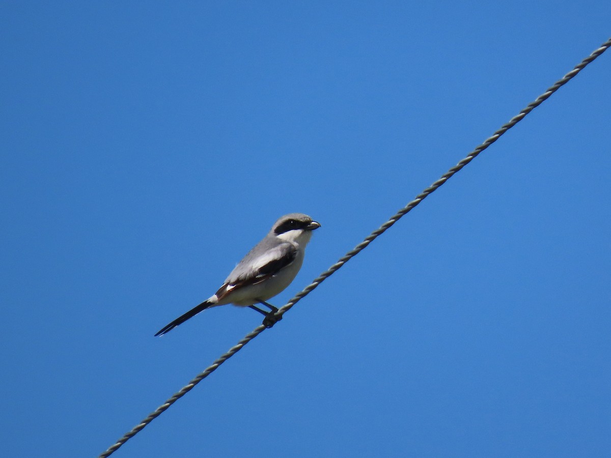 Loggerhead Shrike - ML620567415