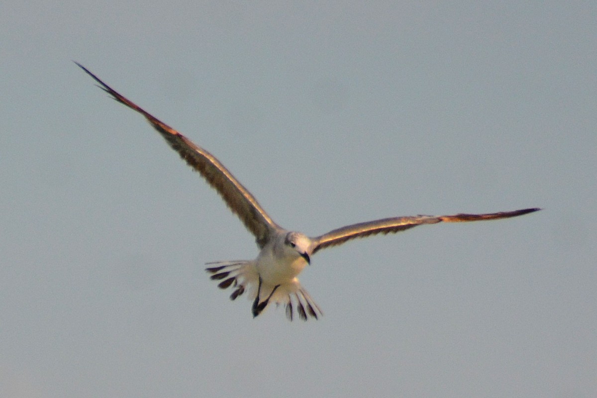 Mouette atricille - ML620567416