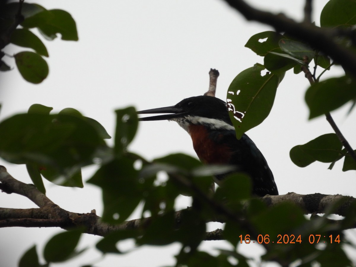 Ringed Kingfisher - ML620567425