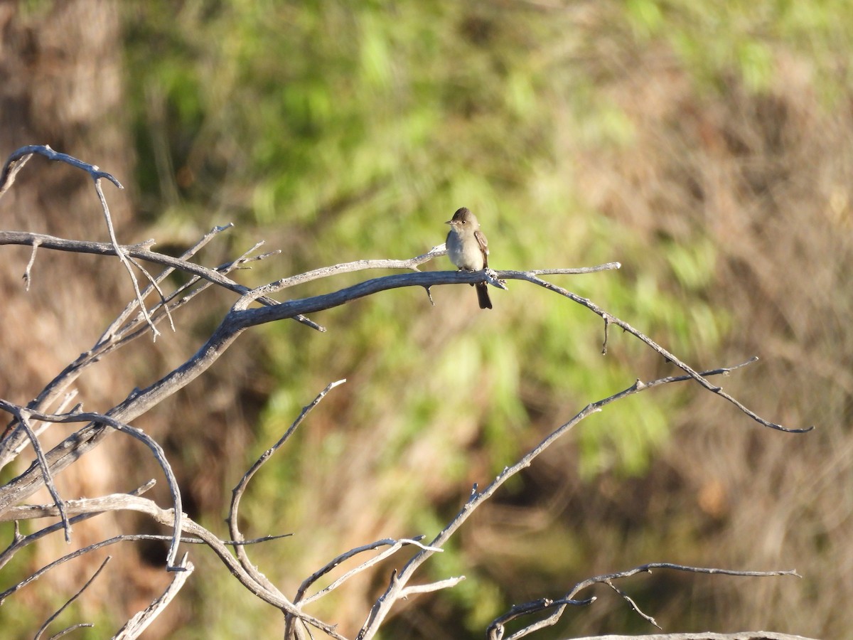 Western Wood-Pewee - ML620567426