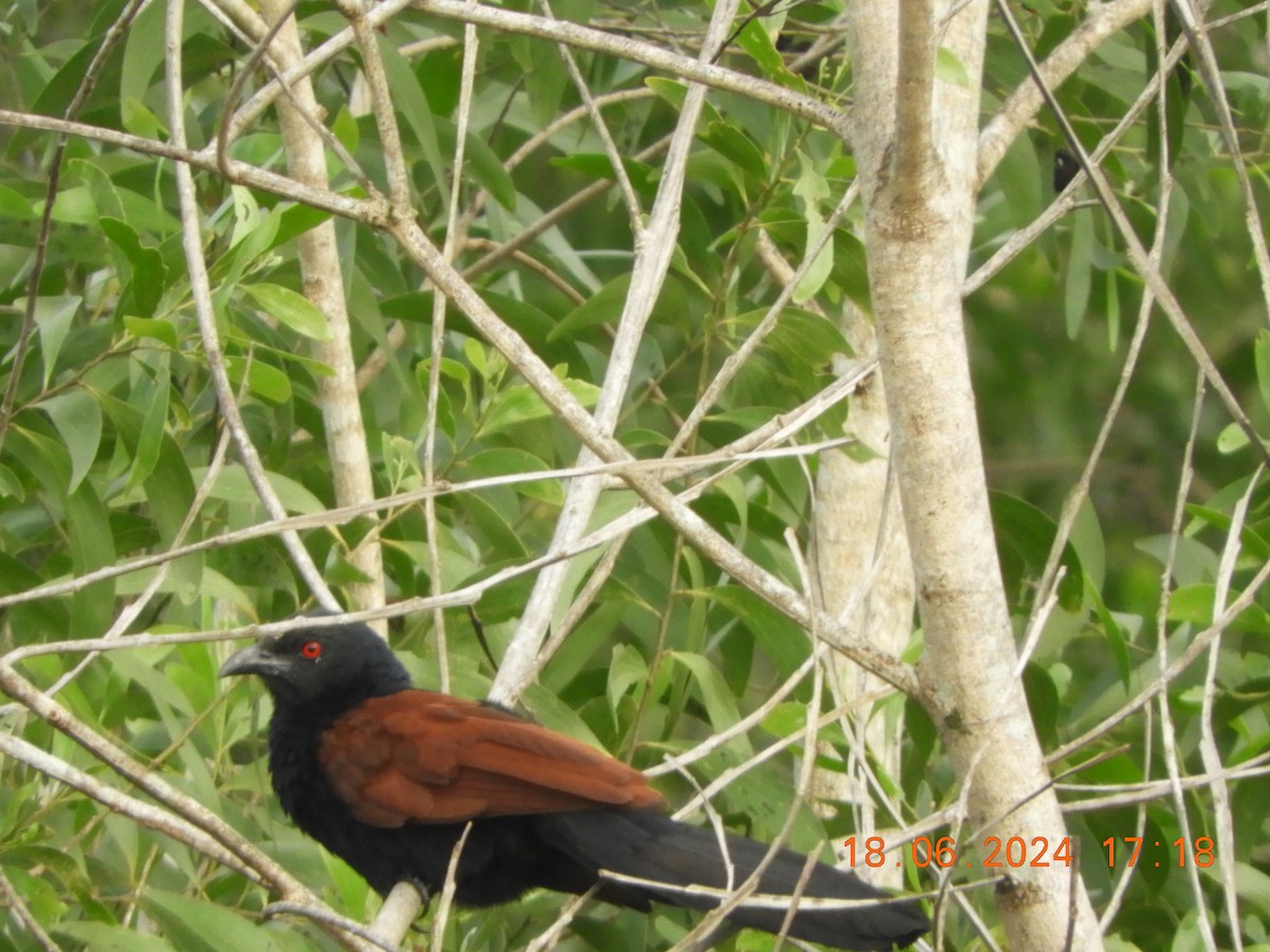 Greater Coucal - ML620567431