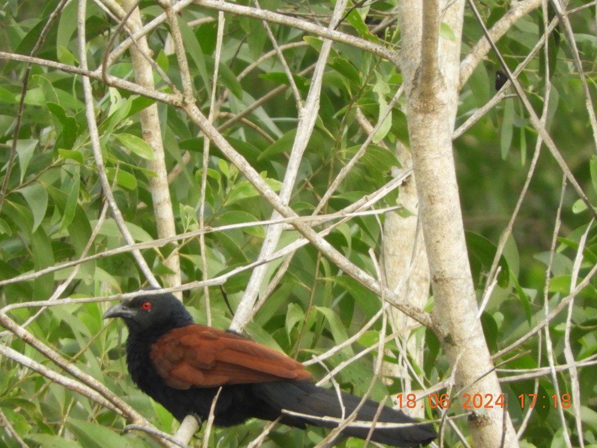 Grand Coucal - ML620567431