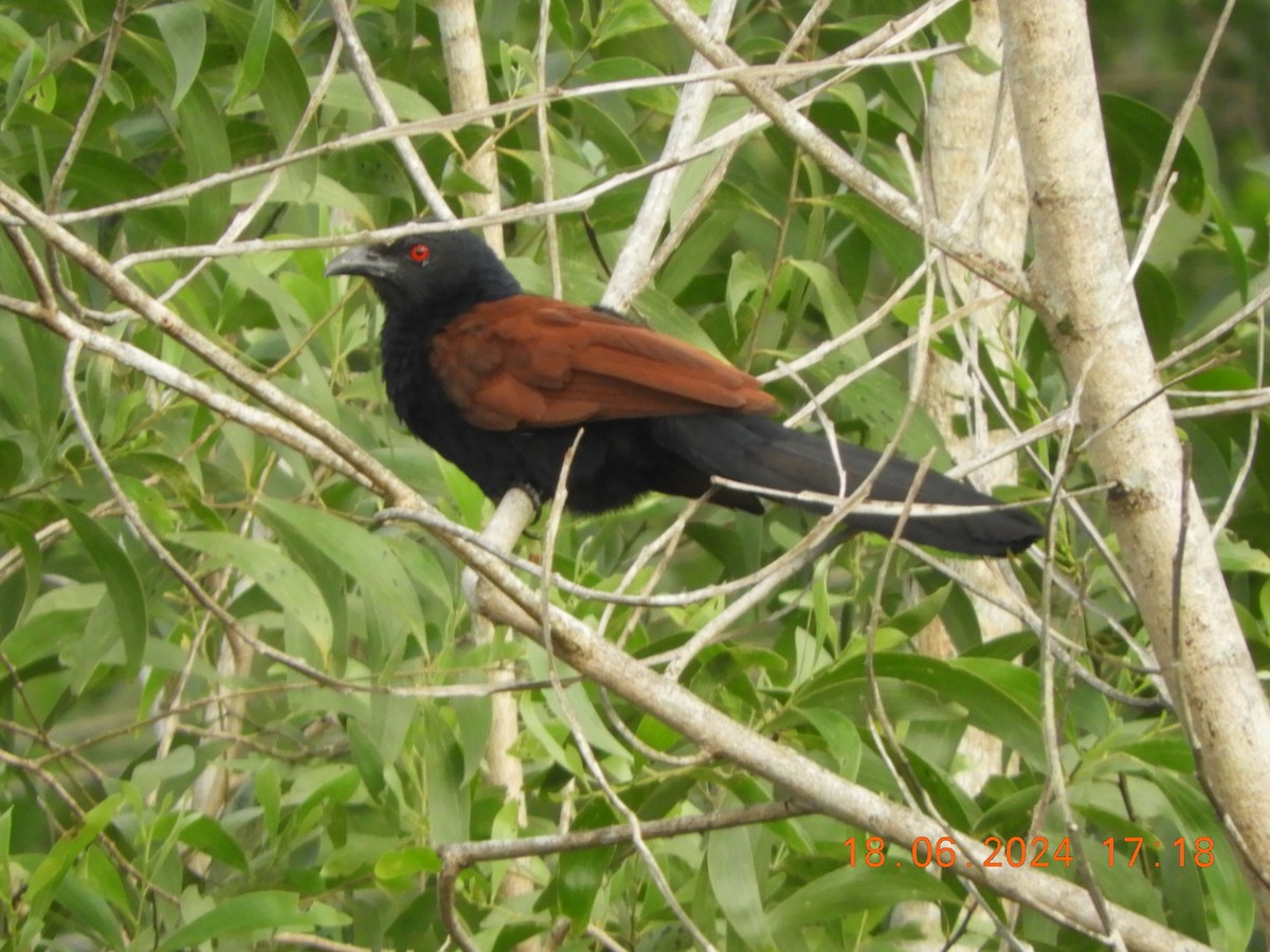 Greater Coucal - ML620567432