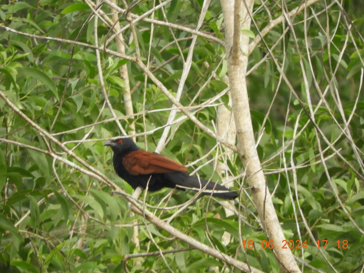 Greater Coucal - ML620567433