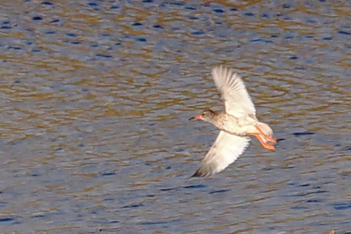 Common Redshank - ML620567435