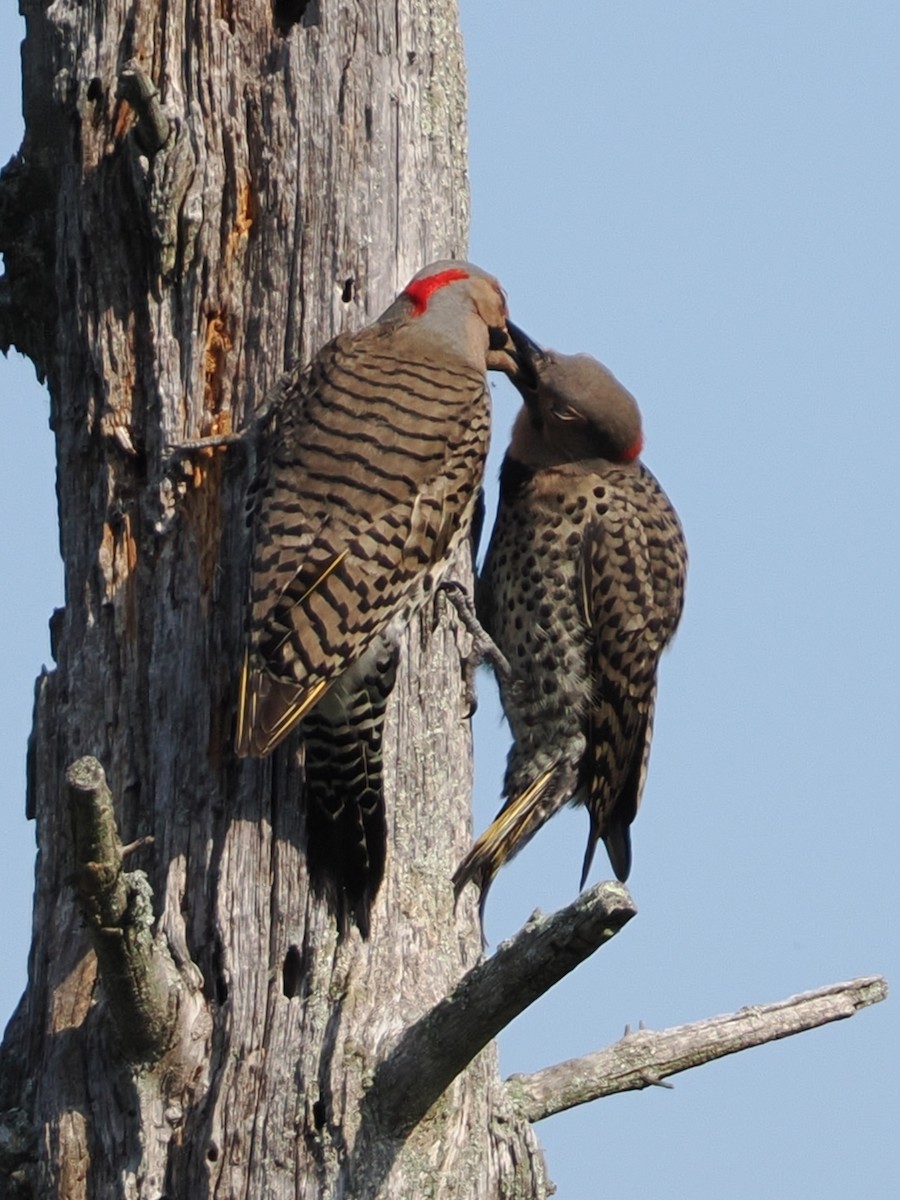 Northern Flicker (Yellow-shafted) - ML620567436