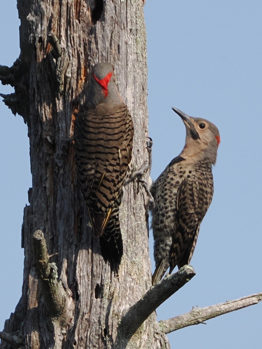 Northern Flicker (Yellow-shafted) - ML620567437