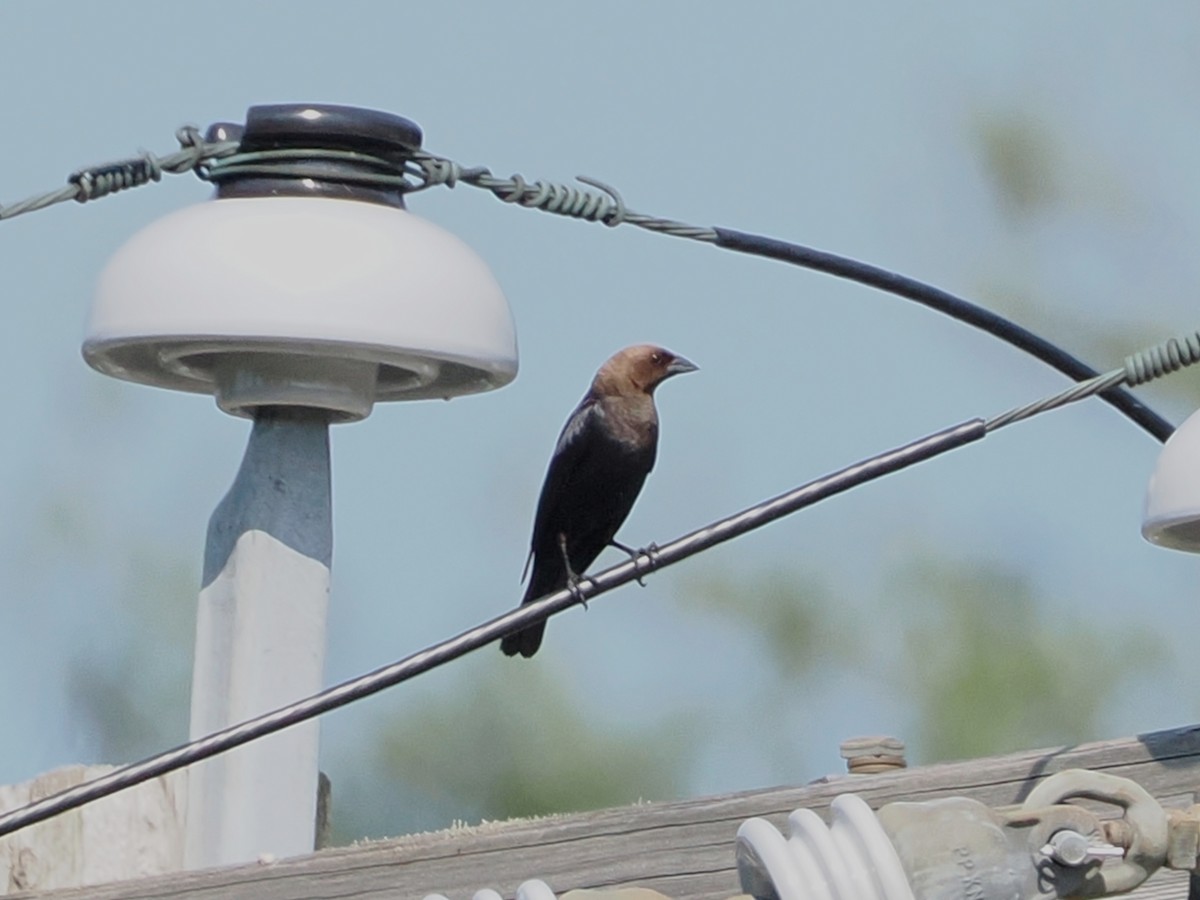 Brown-headed Cowbird - ML620567448