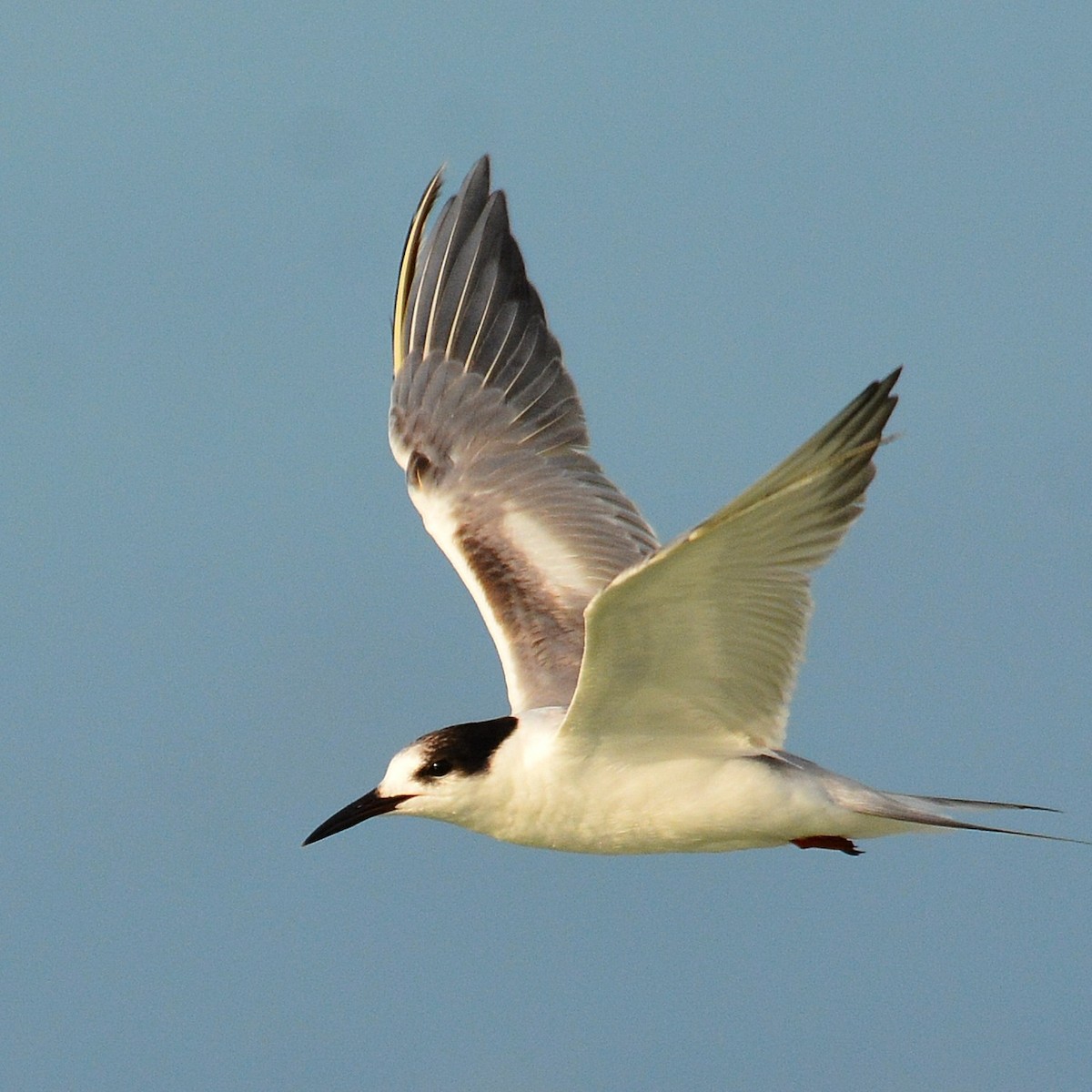 Common Tern - ML620567452